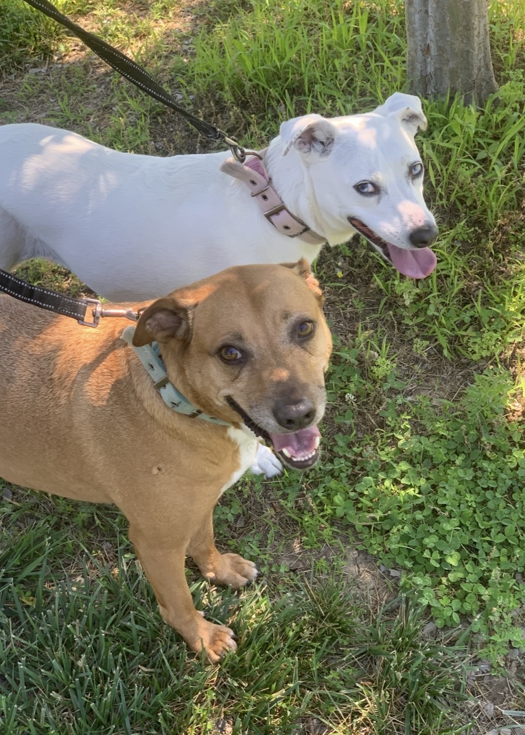 Adv Aw DrPengper dogs May 25