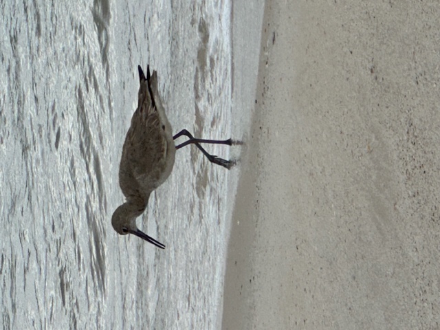 Article Geobirding Willet